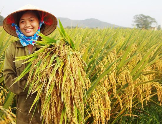 Tục thờ lúa của người Việt trên vùng Đất Tổ