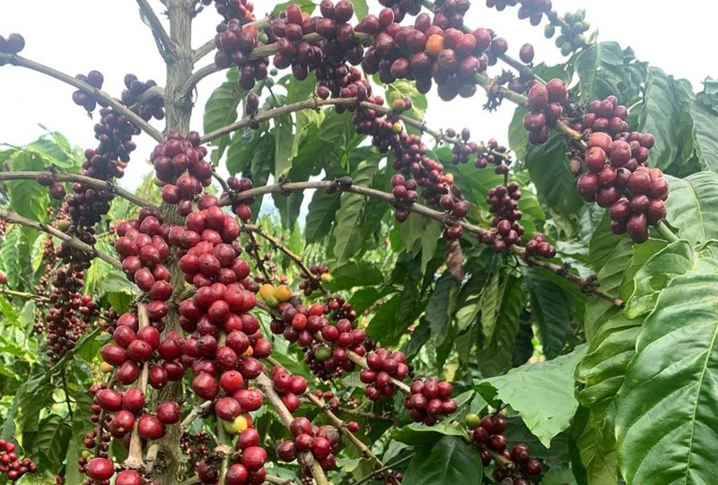 Giá cà phê Việt Nam có thể sẽ đắt nhất thế giới trong năm 2024