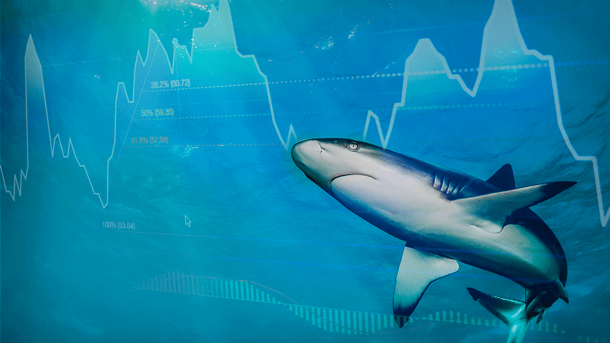 shark253_67e28beb56fa5.png