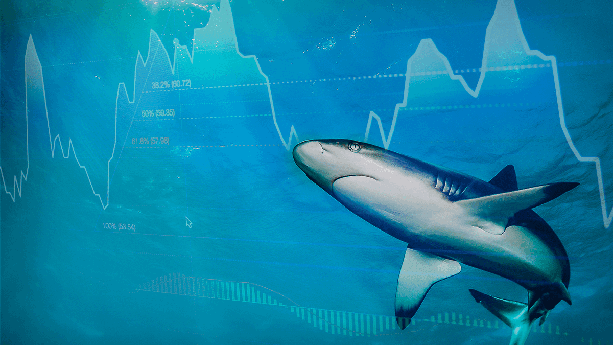 shark253_67e28beb56fa5.png