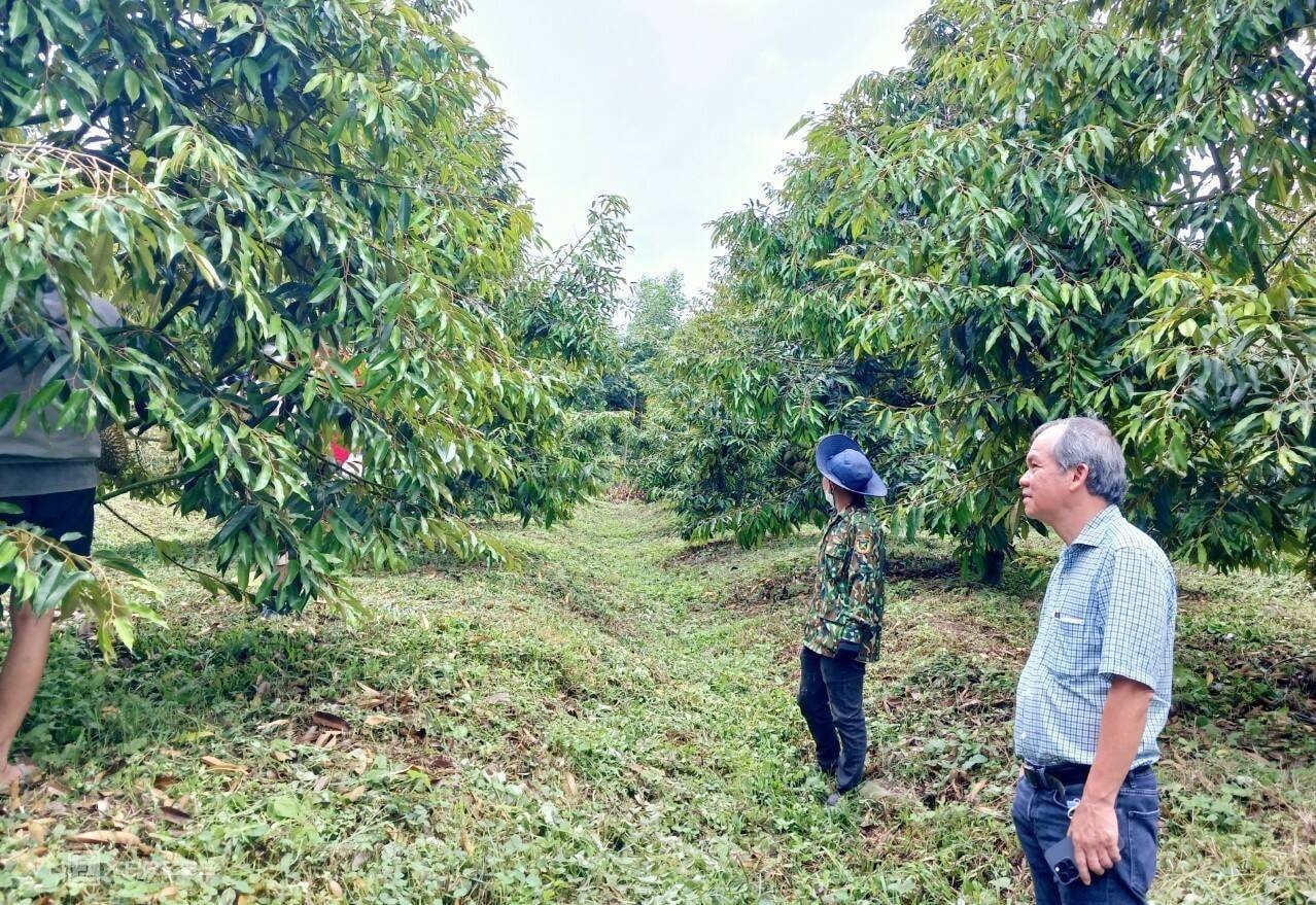 sau-rieng.jpg