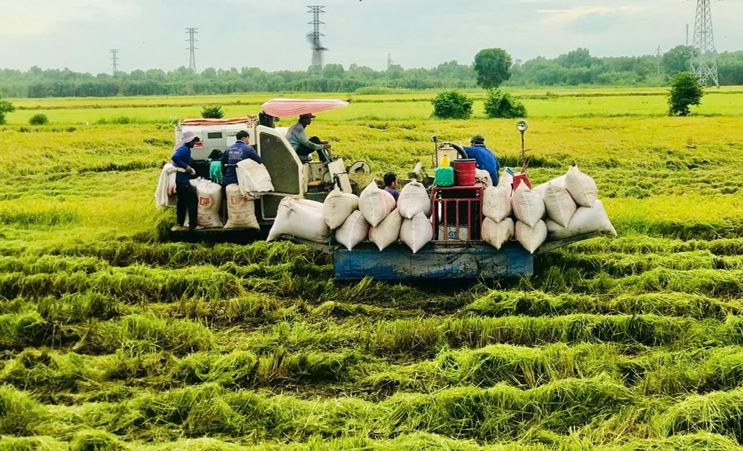 nong-dan-thu-hoach-lua.jpg