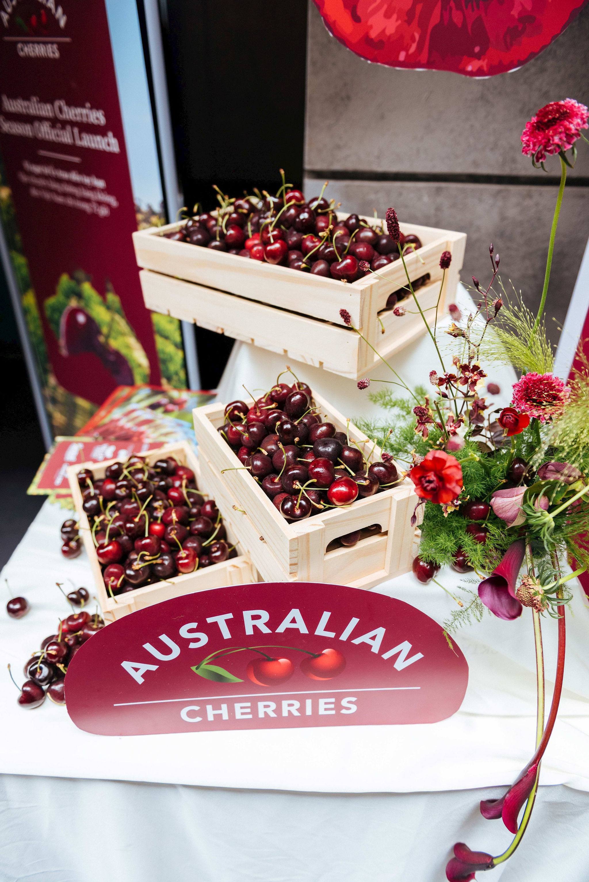 mua-vu-cherry-uc-2024_25-co-nhieu-tin-hieu-tich-cuc.-trai-co-kich-thuoc-lon-hon-va-chat-luong-vuot-troi-nho-thoi-tiet-mat-me.jpg
