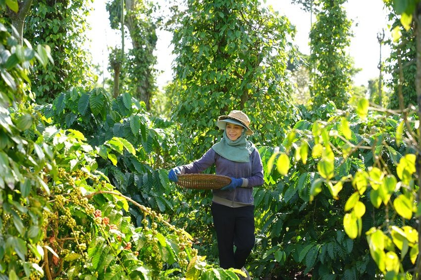 nong-dan-tham-gia-chuong-trinh-nescafe-plan-duoc-tap-huan-phuong-phap-canh-tac-ben-vung.jpg