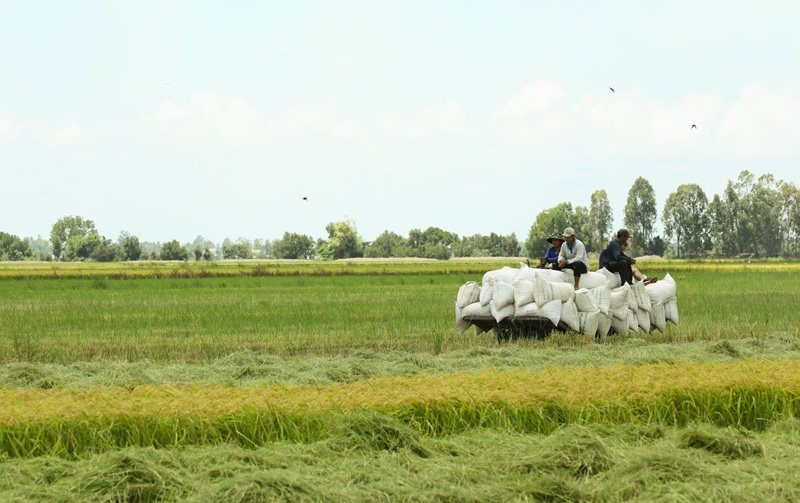 canh-dong-lua-tan-long.jpg