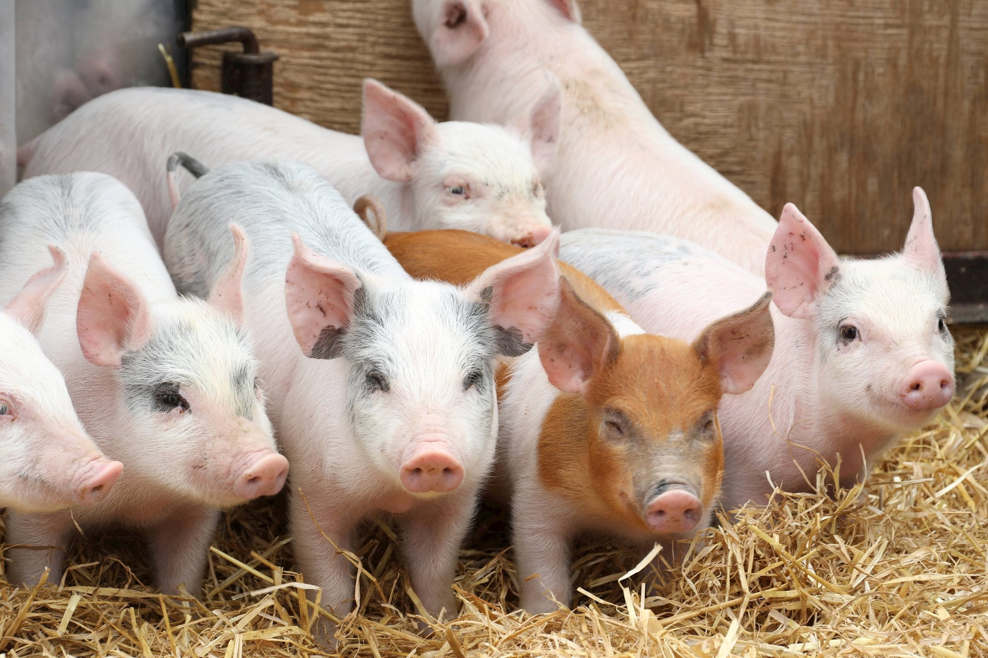 weaned-piglets-on-straw.jpg