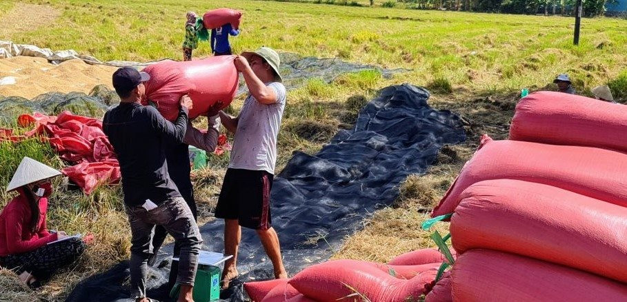 cac-doanh-nghiep-htx-bao-tieu-thu-mua-lua-tai-ruong-cho-nong-dan-huyen-vinh-loi.-2-.jpg