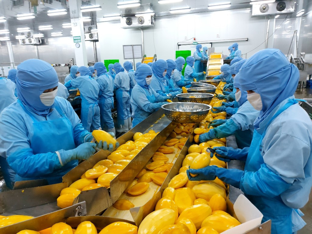 1 Công nhân đang chế biến xoài xuát khẩu tại nhà máy chế biến rau quả của Công ty Antesco An Giang. Ảnh Trọng Triết.