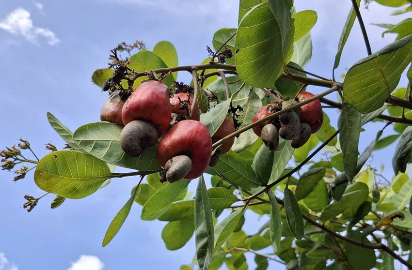 Điều Bình Phước