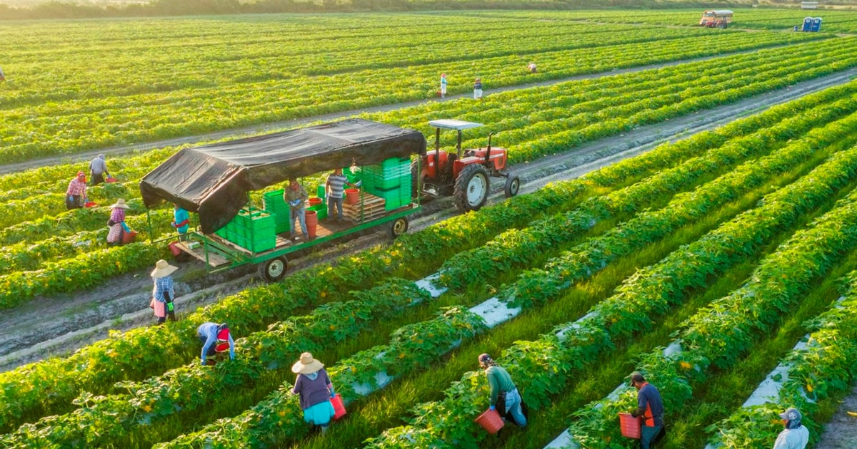 Nông nghiệp Hải Phòng kỳ vọng đột phá sau sáp nhập 10 Nông nghiệp Hải Phòng kỳ vọng đột phá sau sáp nhập