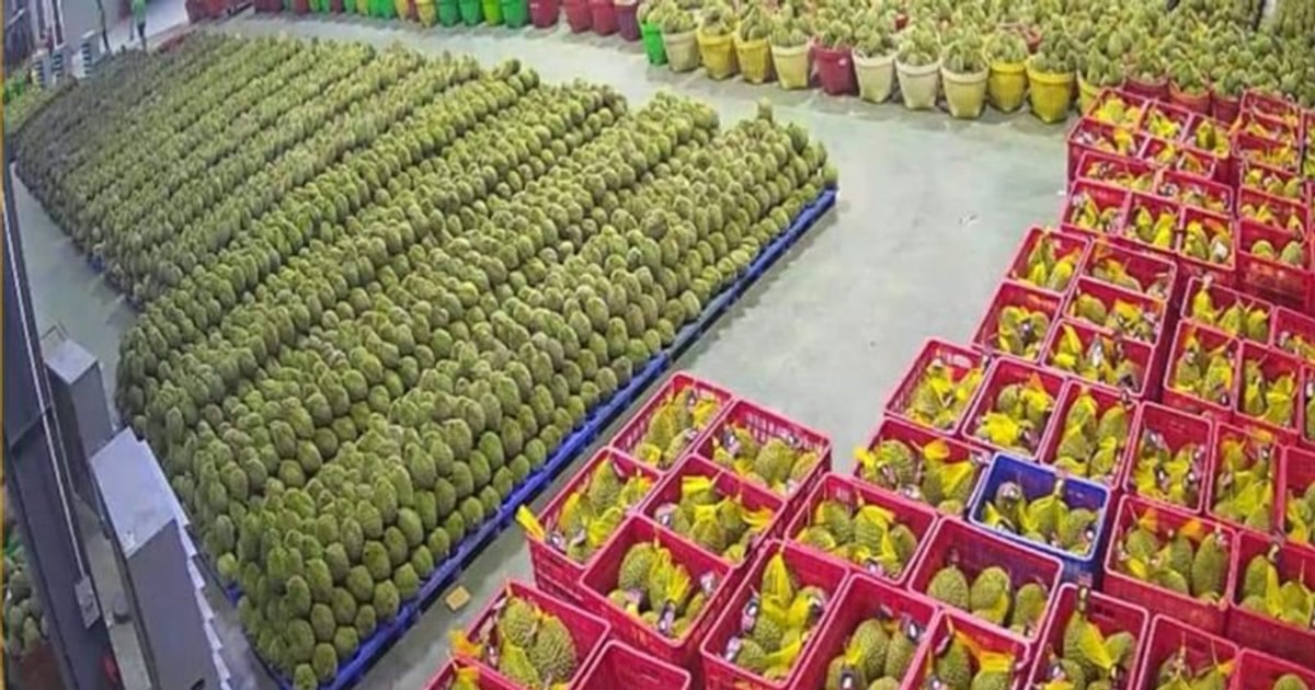 Nghị định thư xuất khẩu sầu riêng đông lạnh được ký, kim ngạch xuất khẩu sầu riêng sẽ tăng thêm 300 triệu USD
