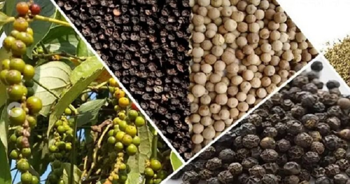 Doanh nghiệp xuất khẩu hồ tiêu “đau đầu” với tình trạng mất hàng, giá cao