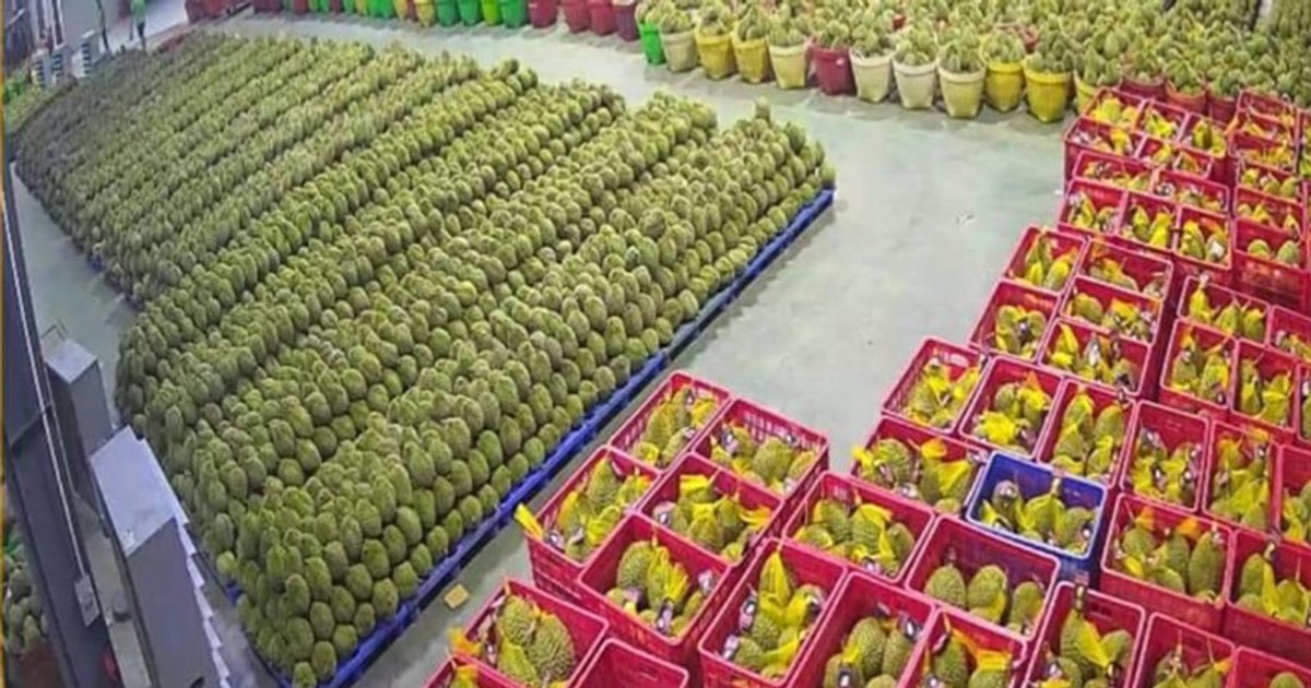Sầu riêng xuất khẩu tăng giá, cần hạn chế tình trạng "bẻ kèo"