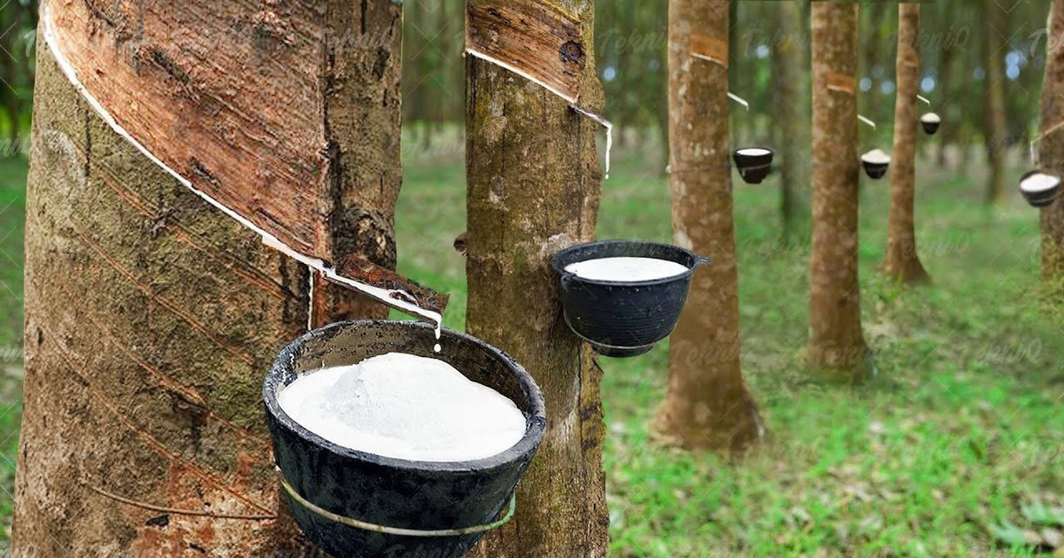 Tập đoàn Cao su báo lãi ròng gấp 3 lần cùng kỳ, tiền mặt, tương đương tiền cao kỷ lục