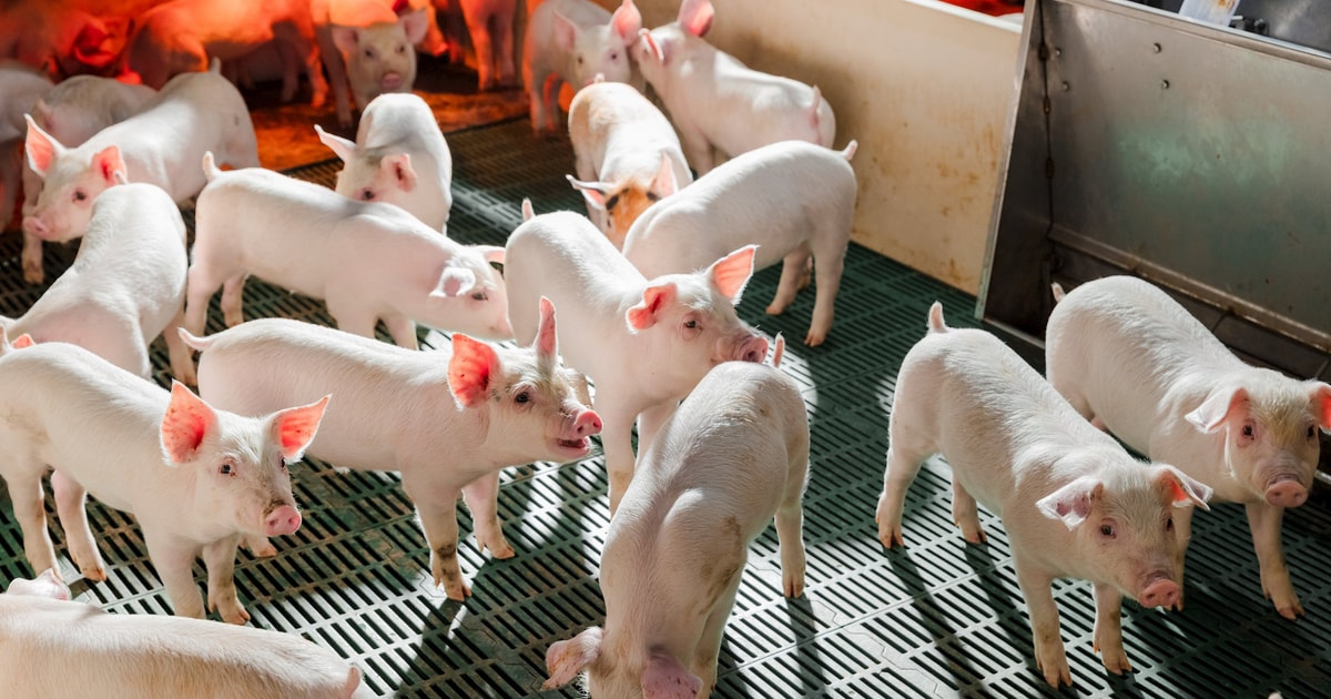 Nông nghiệp Hòa Phát (HPA) đạt doanh thu 8.300 tỷ đồng năm 2025