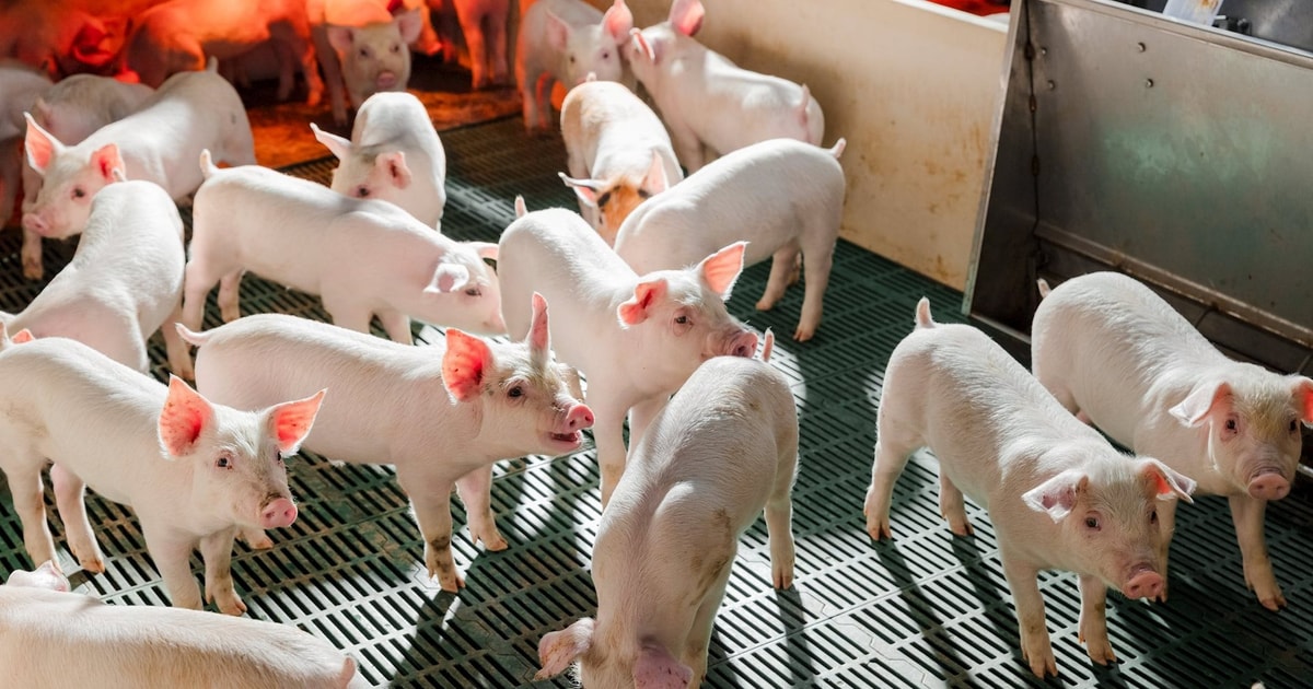 Nông nghiệp Hòa Phát đặt kế hoạch lợi nhuận hơn 1.000 tỷ, chia cổ tức 30%