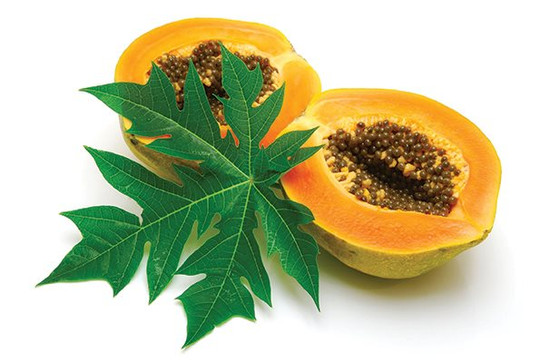 Hương Đu đủ ngày Xuân