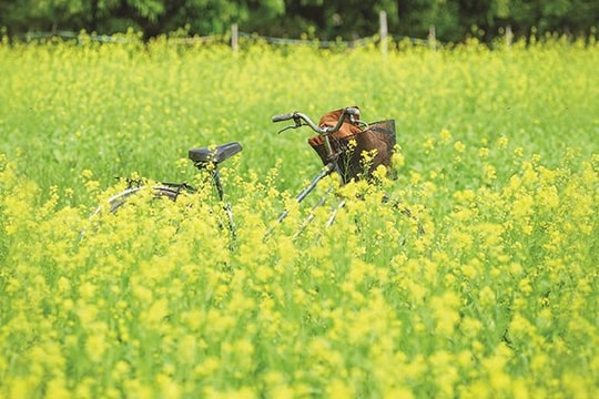 Tháng Chạp ân tình…