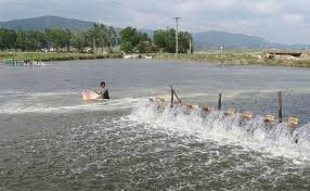 Tăng cường quản lý việc thuê đất, thuê mặt nước nuôi trồng thủy sản