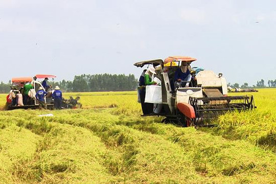 Tiếp tục đẩy mạnh cho vay thúc đẩy sản xuất, tiêu thụ lúa gạo Đồng bằng sông Cửu Long