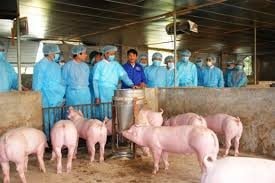 Hỗ trợ khách hàng bị thiệt hại do ảnh hưởng của dịch tả lợn châu Phi