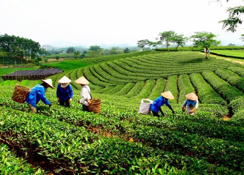 ​​​​​​​Doanh nghiệp Philippines muốn đầu tư phát triển ngành chè Việt Nam