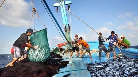 Nâng cao hiệu quả chống khai thác hải sản bất hợp pháp