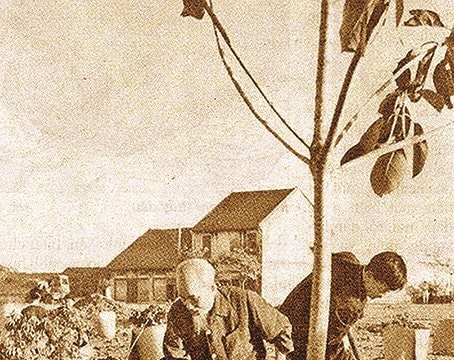 Hơn 60 năm Tết trồng cây theo Bác