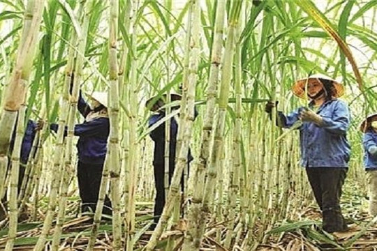 Xem xét cho vay vốn ưu đãi để trồng mía và chế biến đường ở những khu vực, những nhà máy có hiệu quả