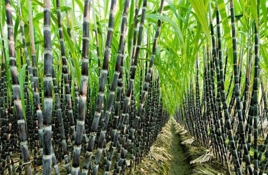 Giải pháp phát triển ngành mía đường trong tình hình mới