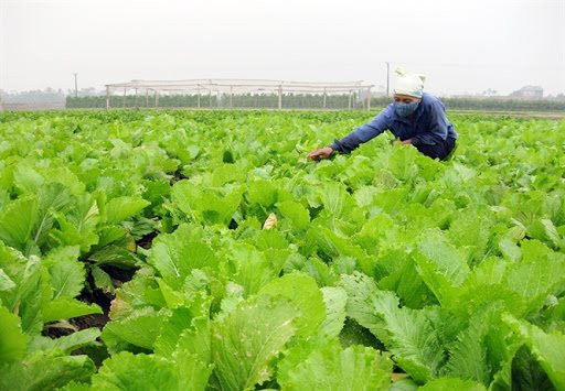 Tạo điều kiện để kinh tế tập thể, hợp tác xã phát triển bền vững