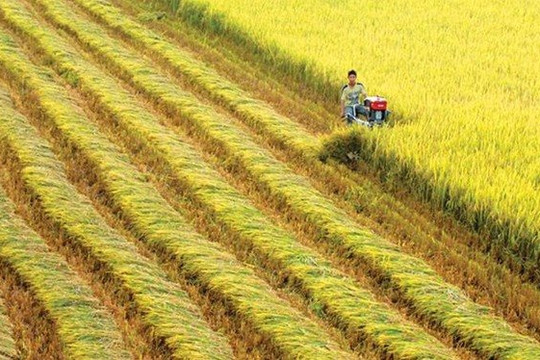 Đồng bằng sông Cửu Long cần thúc đẩy mọi giải pháp để tăng trưởng kinh tế