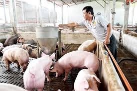 Tái đàn hiệu quả, giá lợn thịt giảm nhiệt