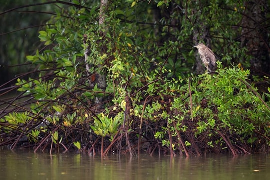 Ngân hàng HSBC chung tay cùng WWF-Việt Nam tái sinh 150 hecta rừng ngập mặn tại Vườn Quốc gia Mũi Cà Mau