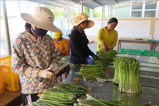 Đến 2025, thành lập mới 10.000 tổ chức kinh tế tập thể