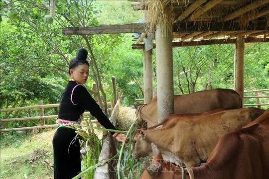 Kéo dài hỗ trợ phát triển kinh tế - xã hội vùng đồng bào dân tộc thiểu số đến năm 2025