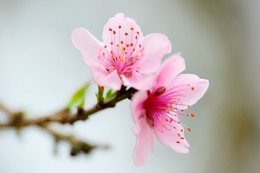  Xuân về