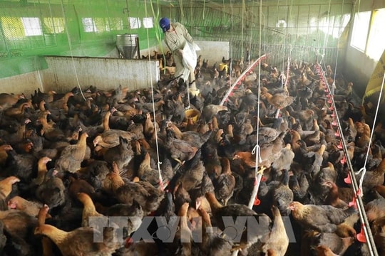 Triển khai quyết liệt các giải pháp kiểm soát phòng, chống bệnh Cúm gia cầm