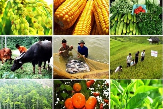 Giao thương nông sản Việt- Trung: Cần được nhìn ở góc độ rộng hơn