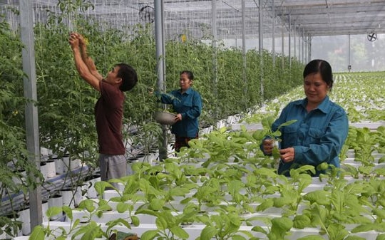 Kế hoạch cơ cấu lại ngành nông nghiệp giai đoạn 2021 - 2025   