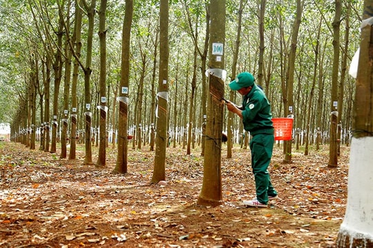 Tập đoàn Cao su Việt Nam: Cổ đông 0,1% có quyền đề cử thành viên Hội đồng quản trị