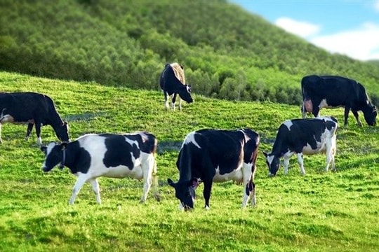 Thông qua phương án sáp nhập Công ty cổ phần GTNFoods vào Tổng công ty Chăn nuôi