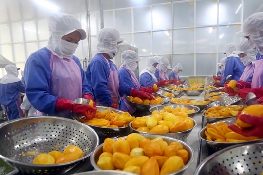 Đến 2030, giá trị kim ngạch xuất khẩu rau quả đạt 8-10 tỷ USD