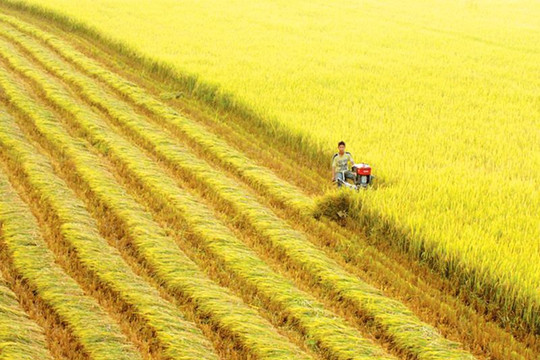Đáp ứng đủ nhu cầu vốn thu mua, tạm trữ thóc, gạo tại Khu vực Đồng bằng sông Cửu Long