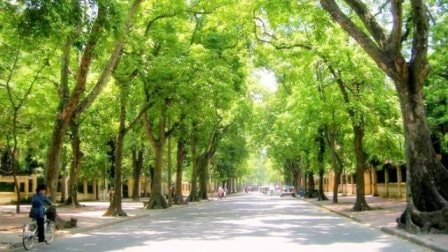 Gây lãng phí thất thoát, Chủ tịch Công ty Công viên cây xanh Hà Nội bị khởi tố
