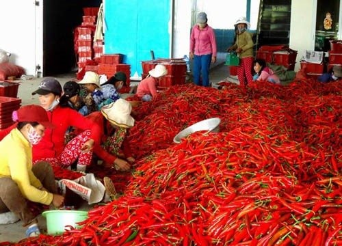 Xuất khẩu trở lại ớt tươi sang Trung Quốc