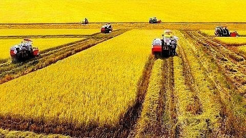 Hiệu quả chương trình tín dụng góp phần thúc đẩy phát triển nông nghiệp vùng đồng bằng sông Cửu Long