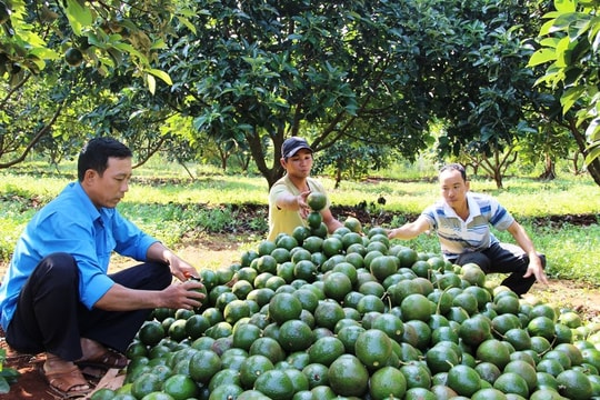 Cần xác định điểm rơi thu hoạch để xây dựng phương án tiêu thụ phù hợp