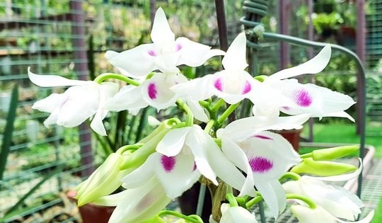 Xét xử nhóm lừa đảo bán lan đột biến