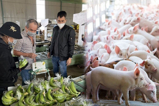 3 cổ phiếu ngành chăn nuôi thịt sạch đáng quan tâm